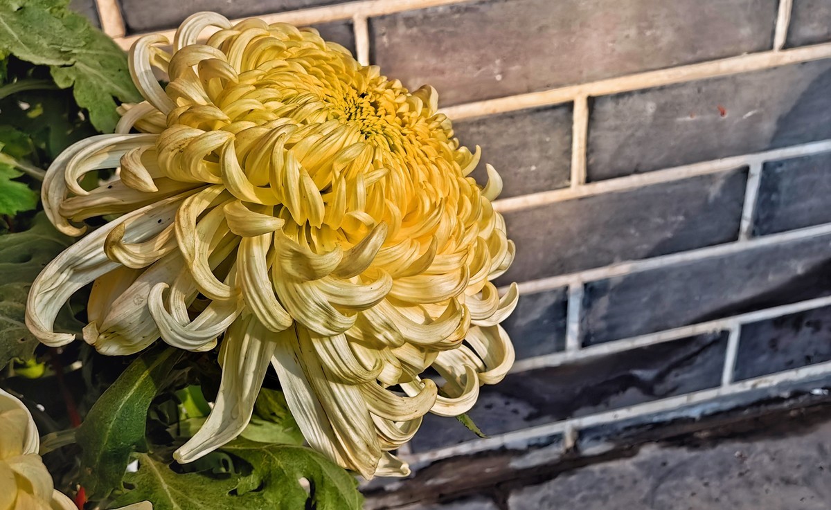 开封（矛盾城）菊展（手机版）