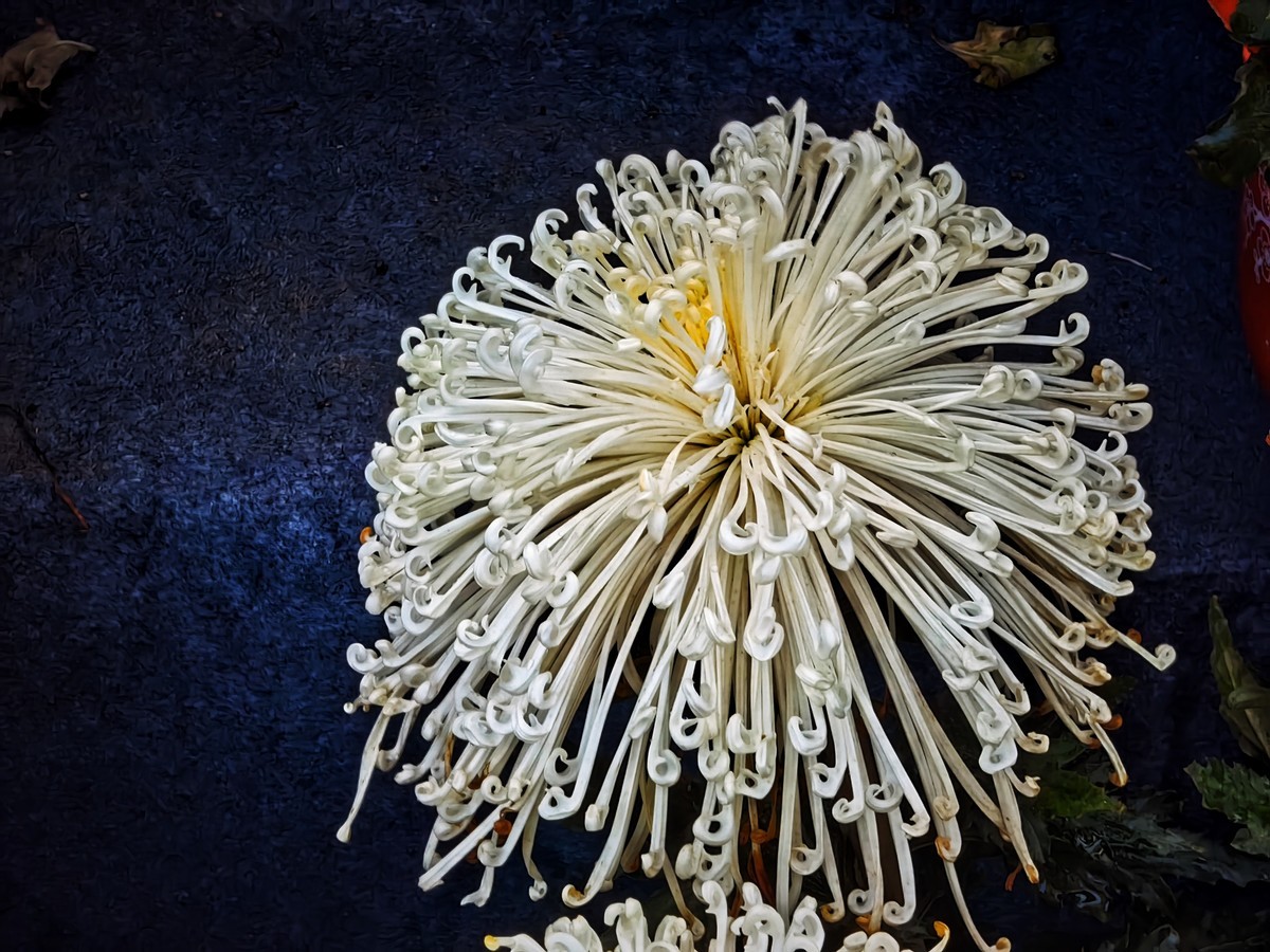 开封（矛盾城）菊展（手机版）