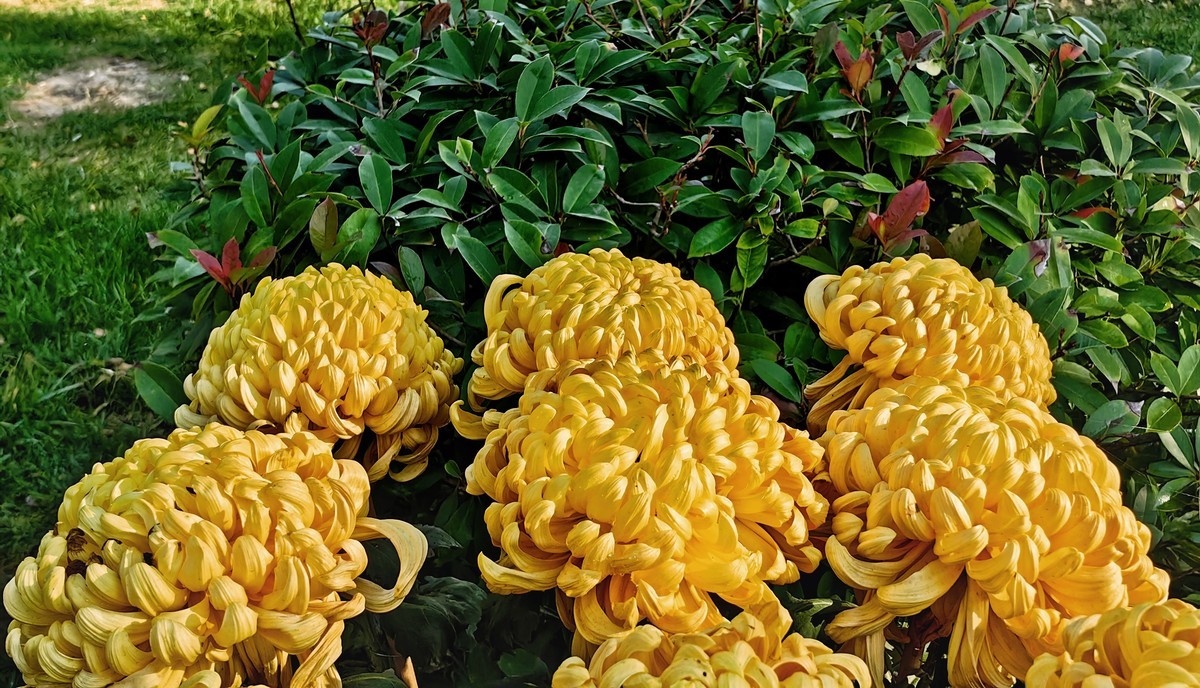 开封（矛盾城）菊展（手机版）