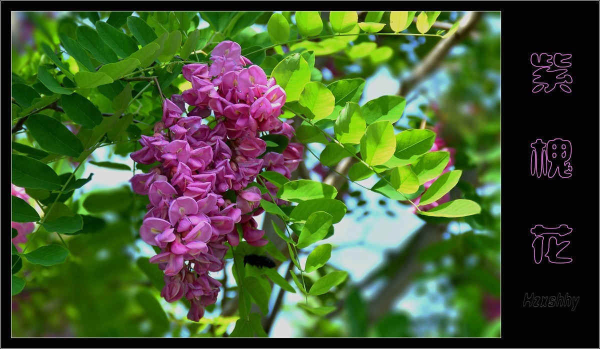 紫槐花（2024199）
