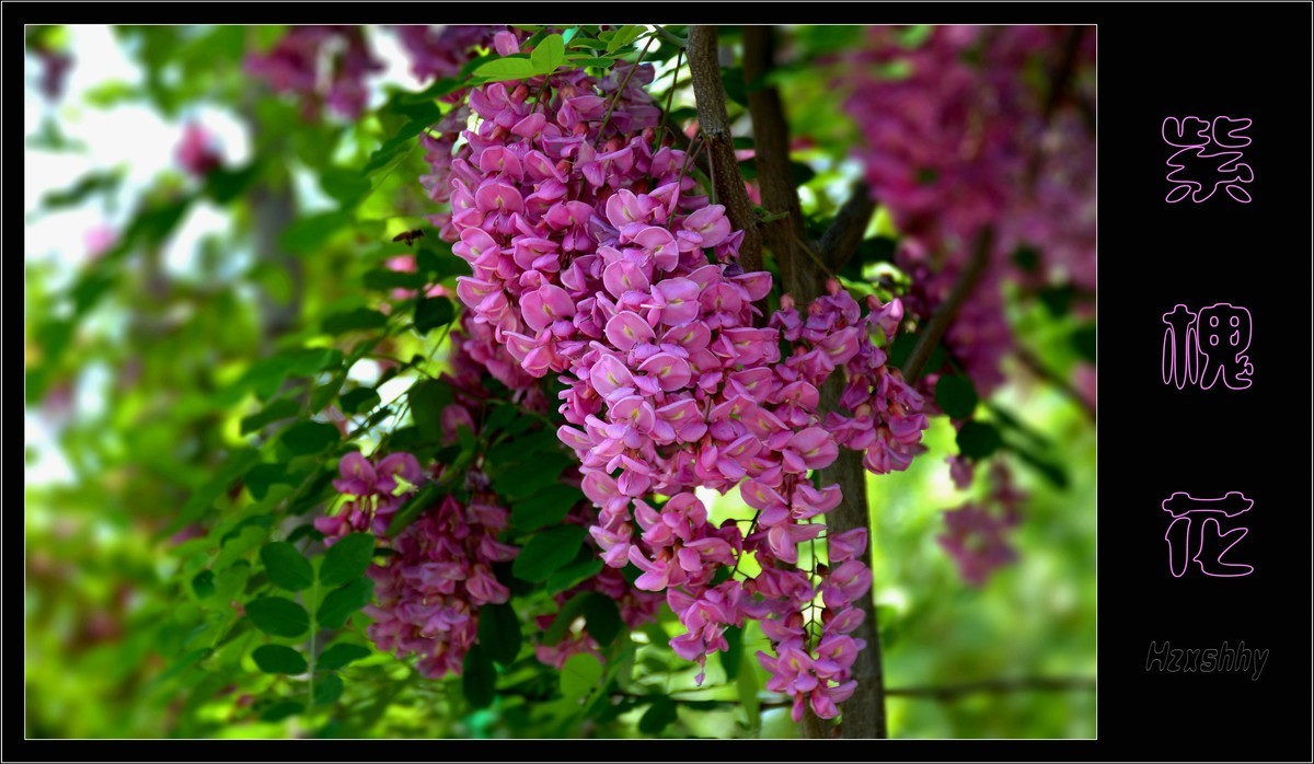 紫槐花（2024199）