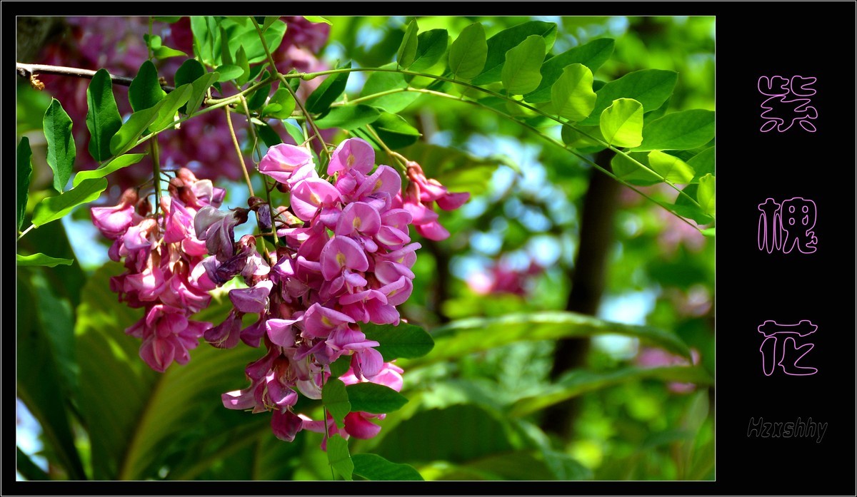 紫槐花（2024199）