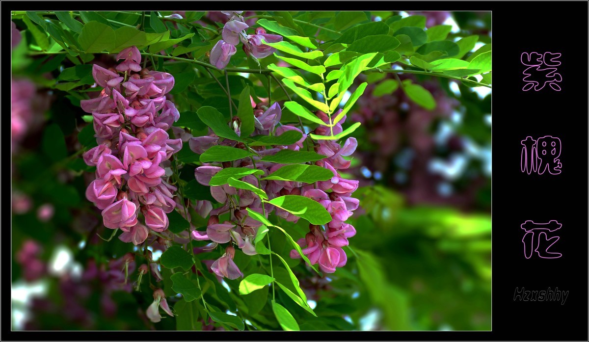 紫槐花（2024199）