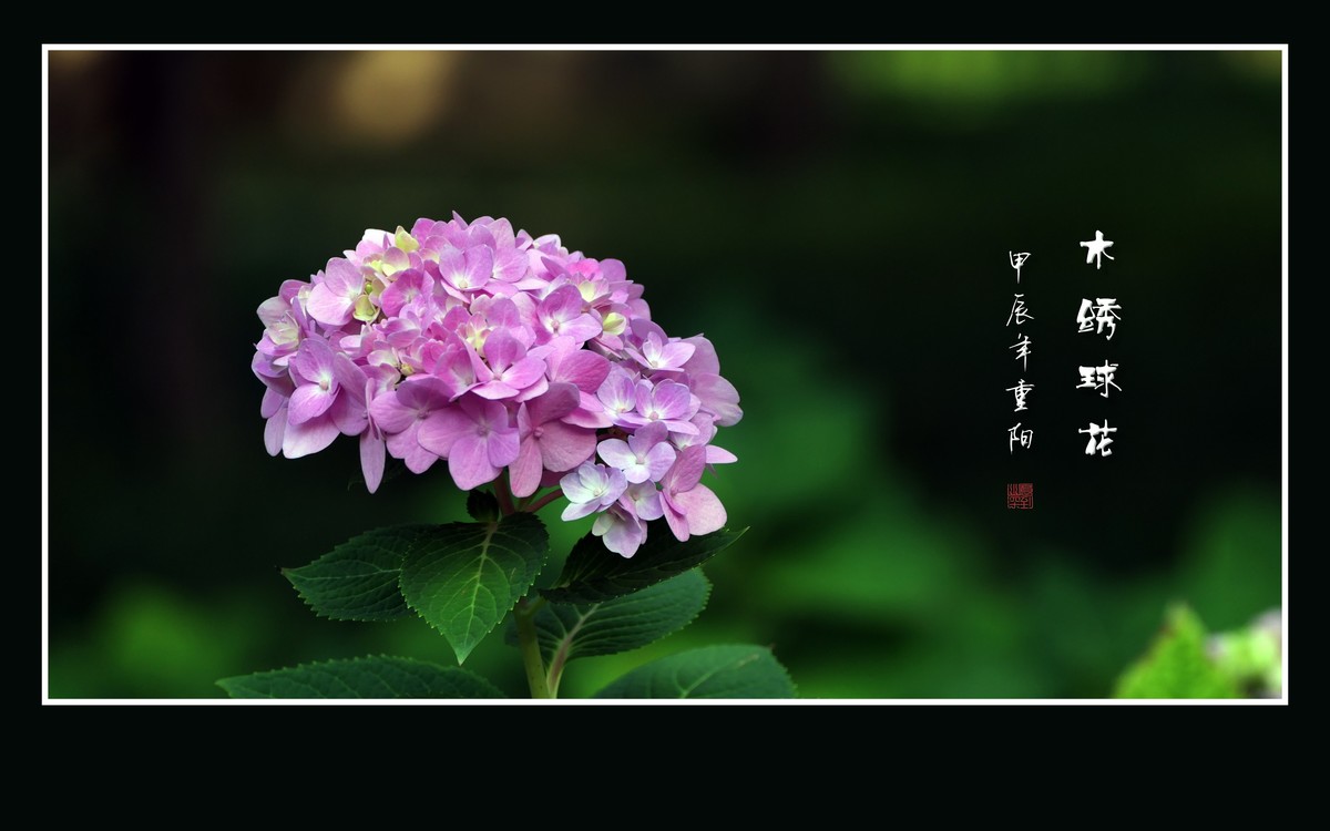 花团锦簇的木绣球花