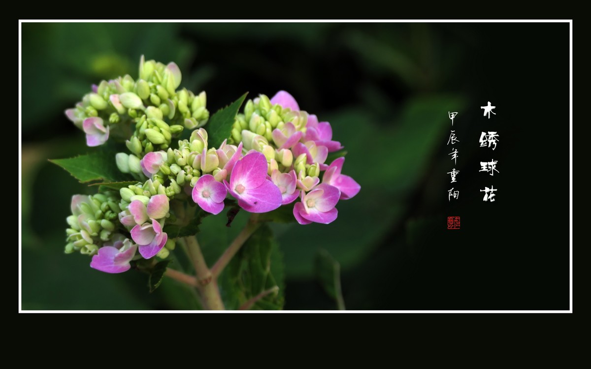 花团锦簇的木绣球花