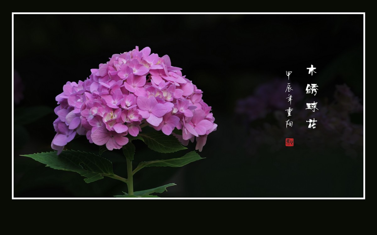花团锦簇的木绣球花
