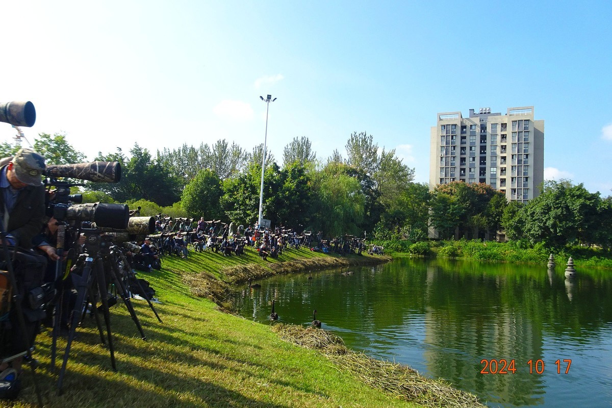 交大犀浦校区拍鱼鹰