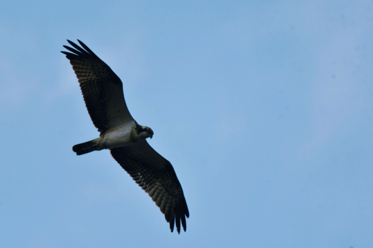 交大犀浦校区拍鱼鹰
