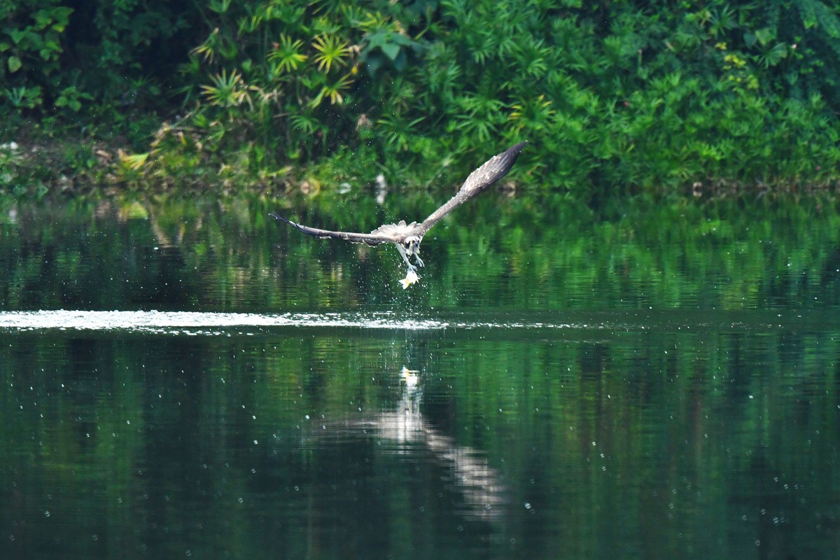 交大犀浦校区拍鱼鹰