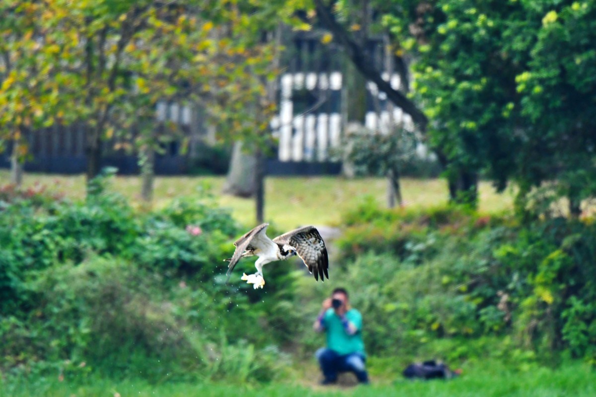 交大犀浦校区拍鱼鹰