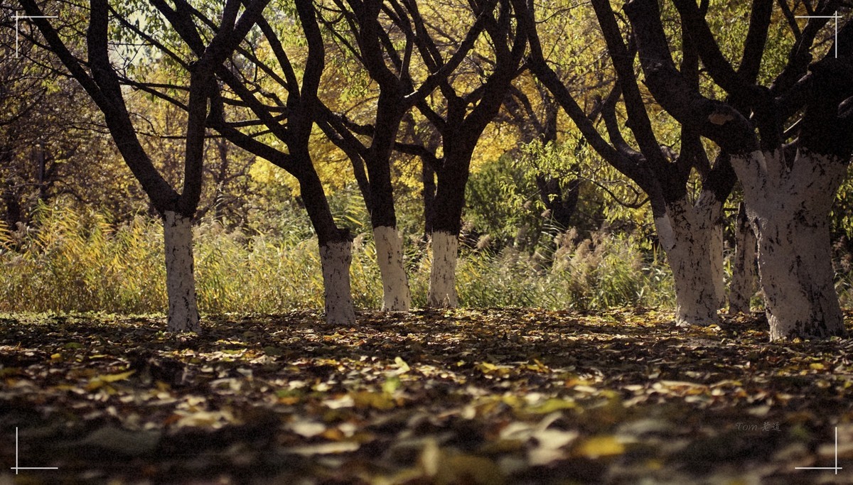 秋色斑斓 脚下留情！