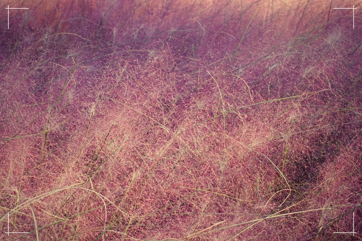 秋色斑斓 脚下留情！