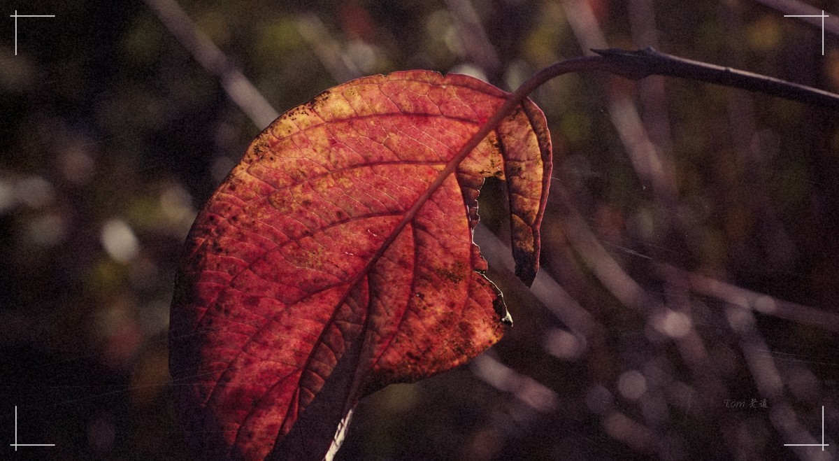 秋色斑斓 脚下留情！