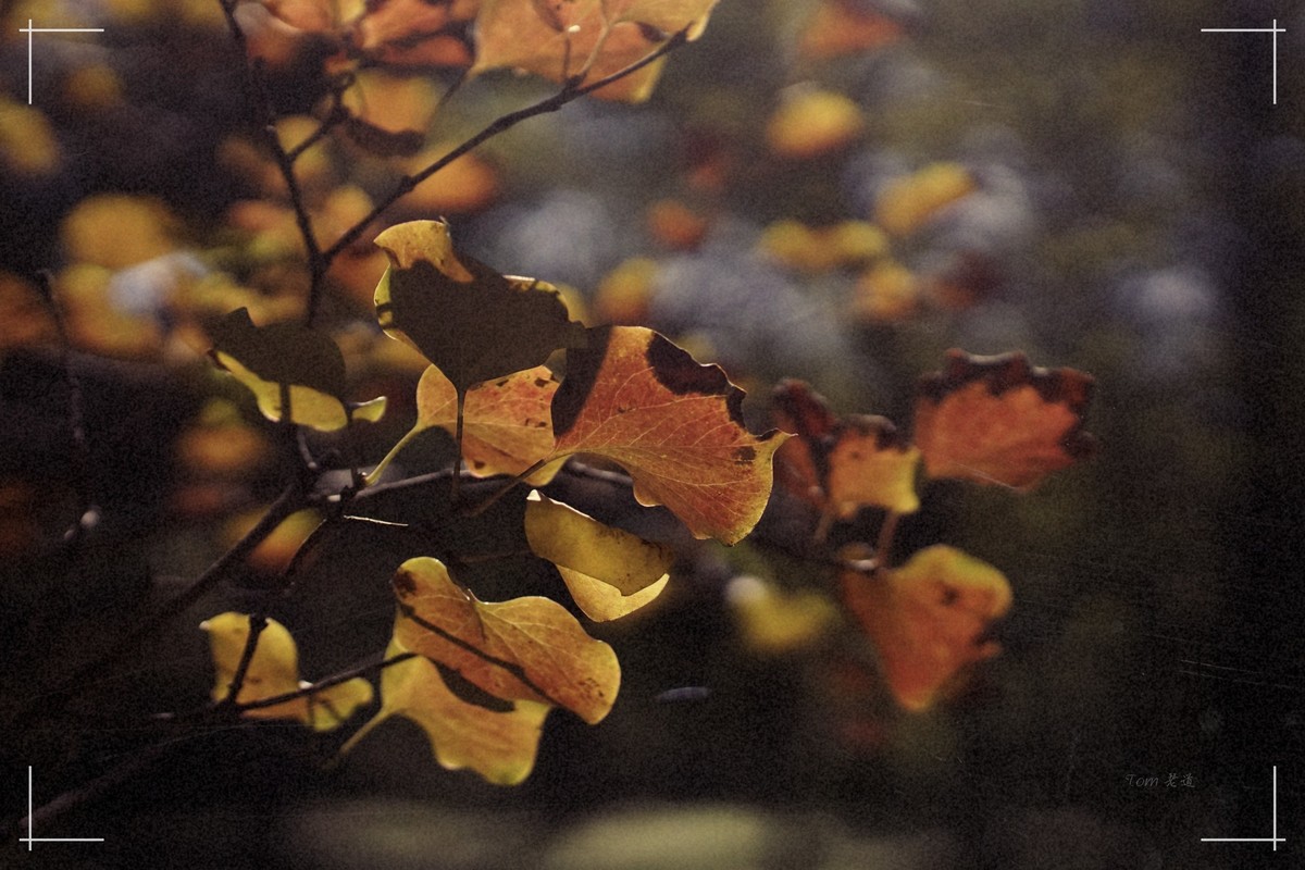 秋色斑斓 脚下留情！