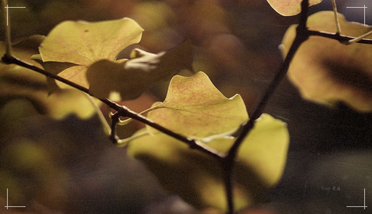 秋色斑斓 脚下留情！