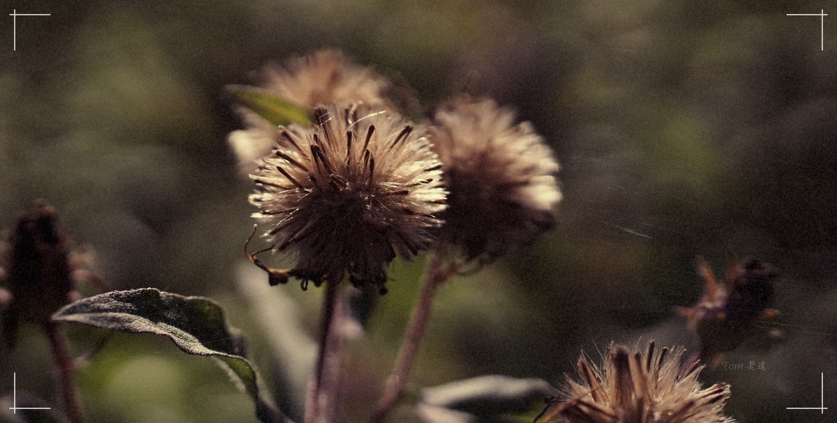 秋色斑斓 脚下留情！