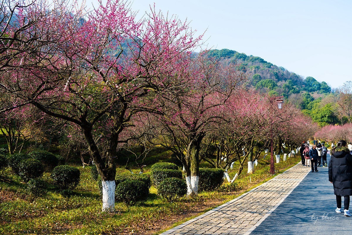 观梅胜地——杭州超山（2）