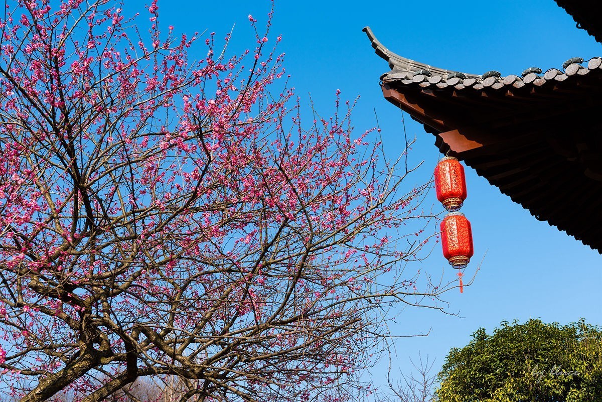 观梅胜地——杭州超山（2）