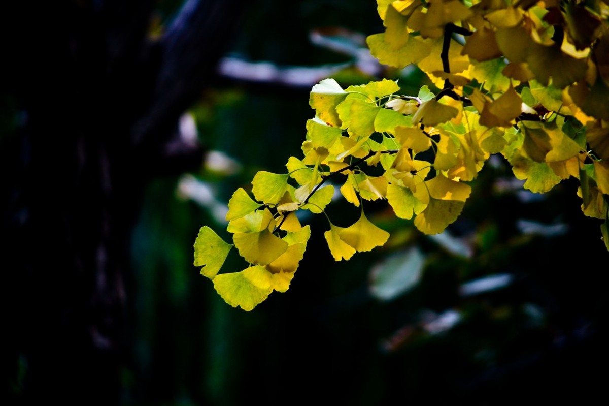 初冬——霜叶红于二月花