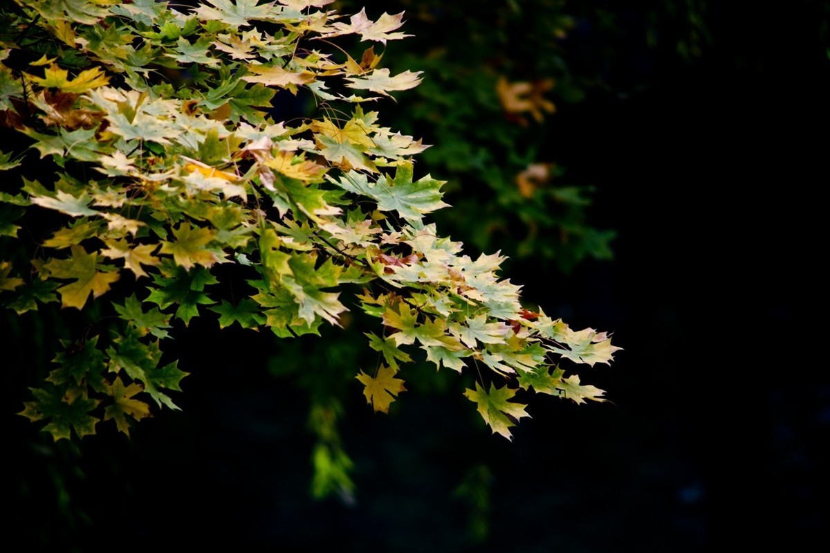初冬——霜叶红于二月花
