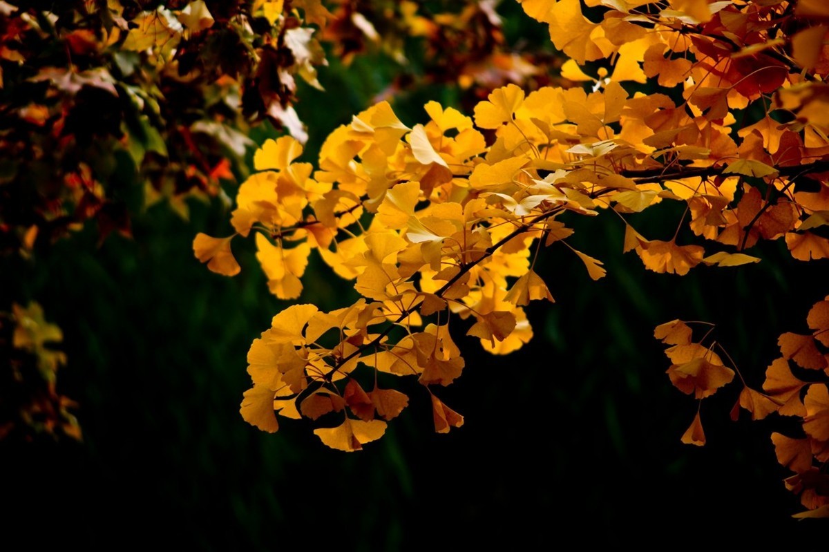 初冬——霜叶红于二月花