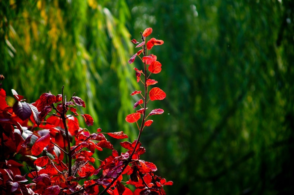 初冬——霜叶红于二月花