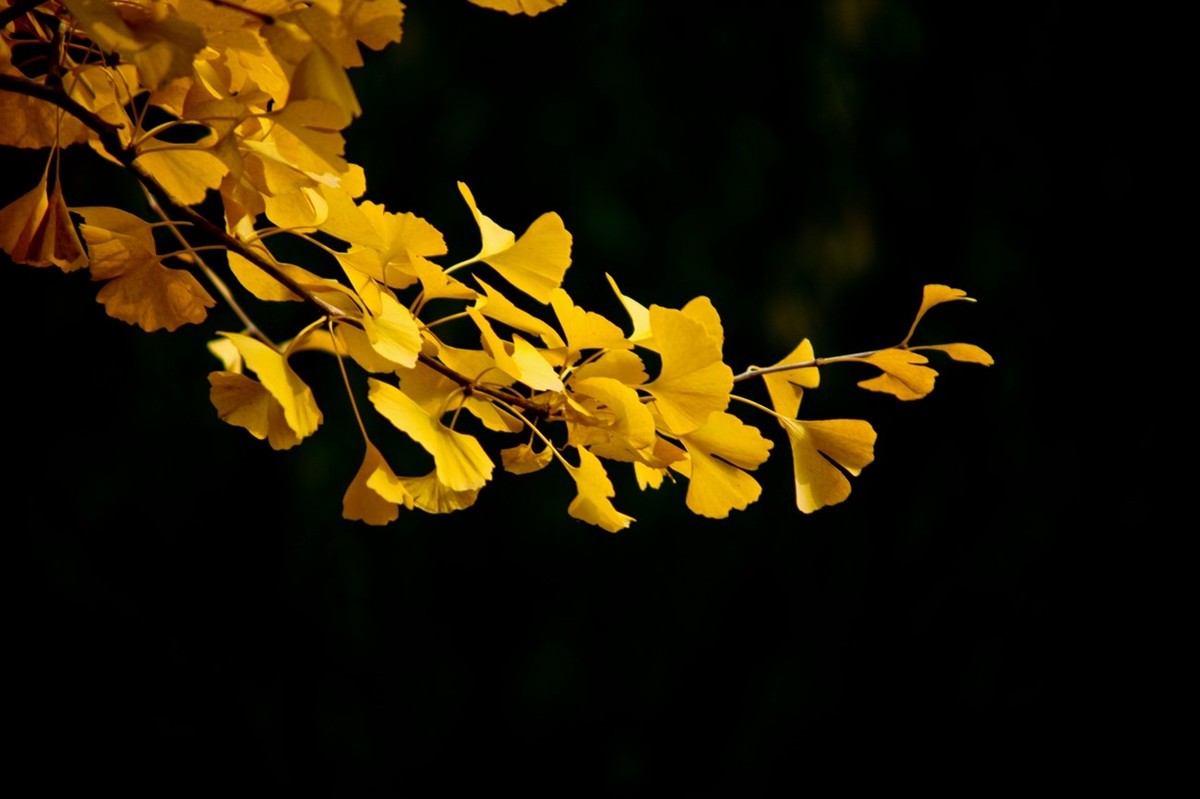 初冬——霜叶红于二月花