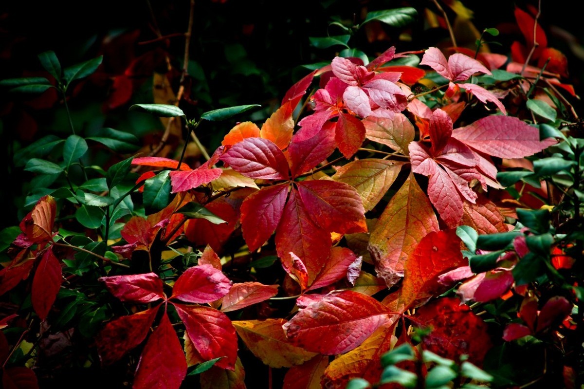 初冬——霜叶红于二月花
