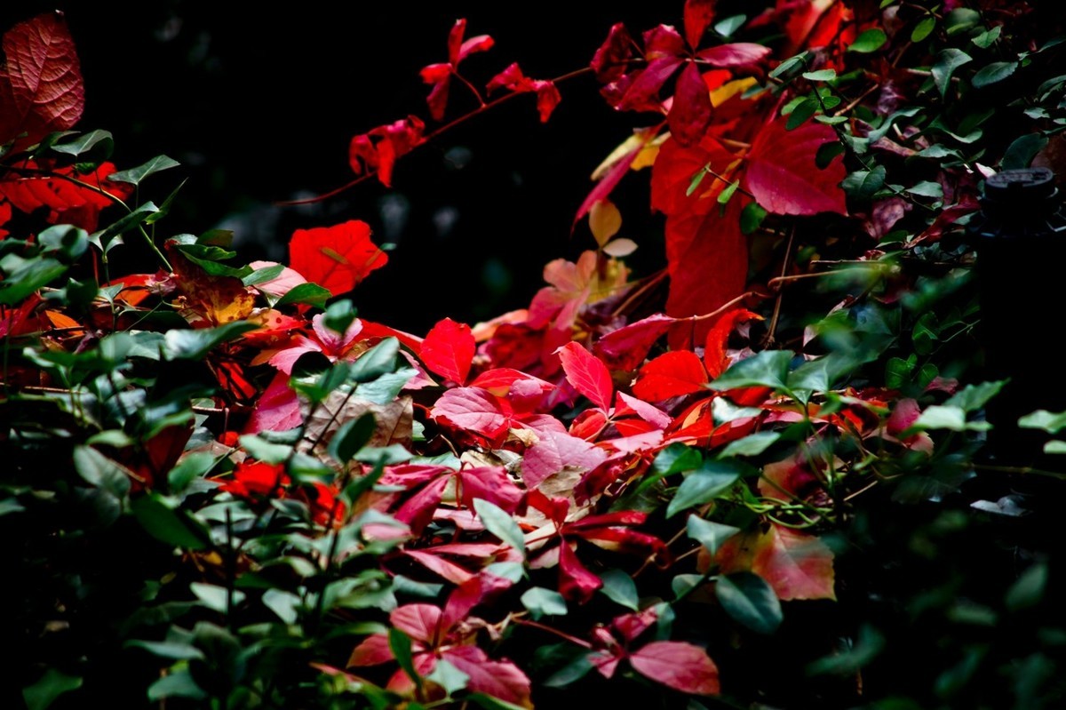 初冬——霜叶红于二月花