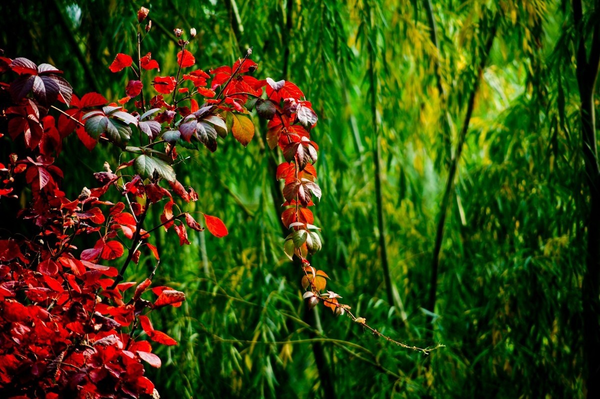 初冬——霜叶红于二月花