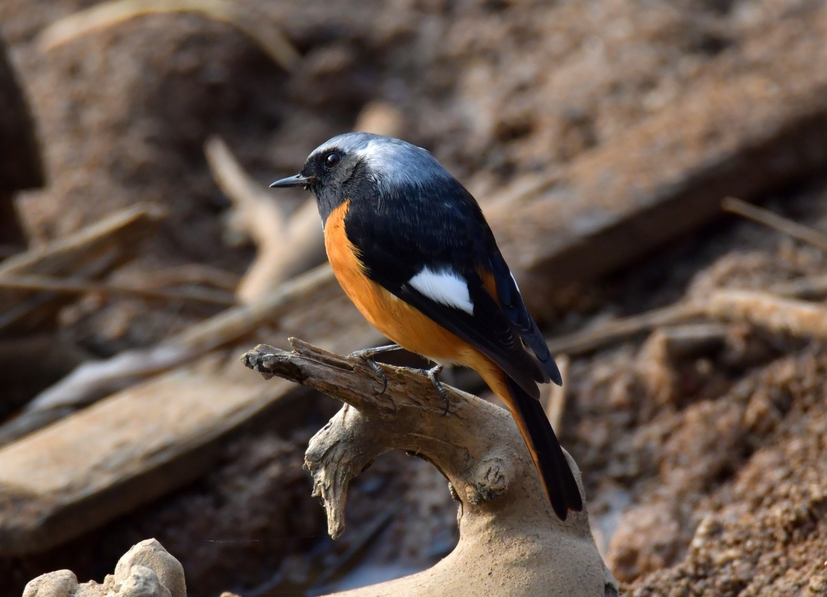 戏水的北红尾鸲