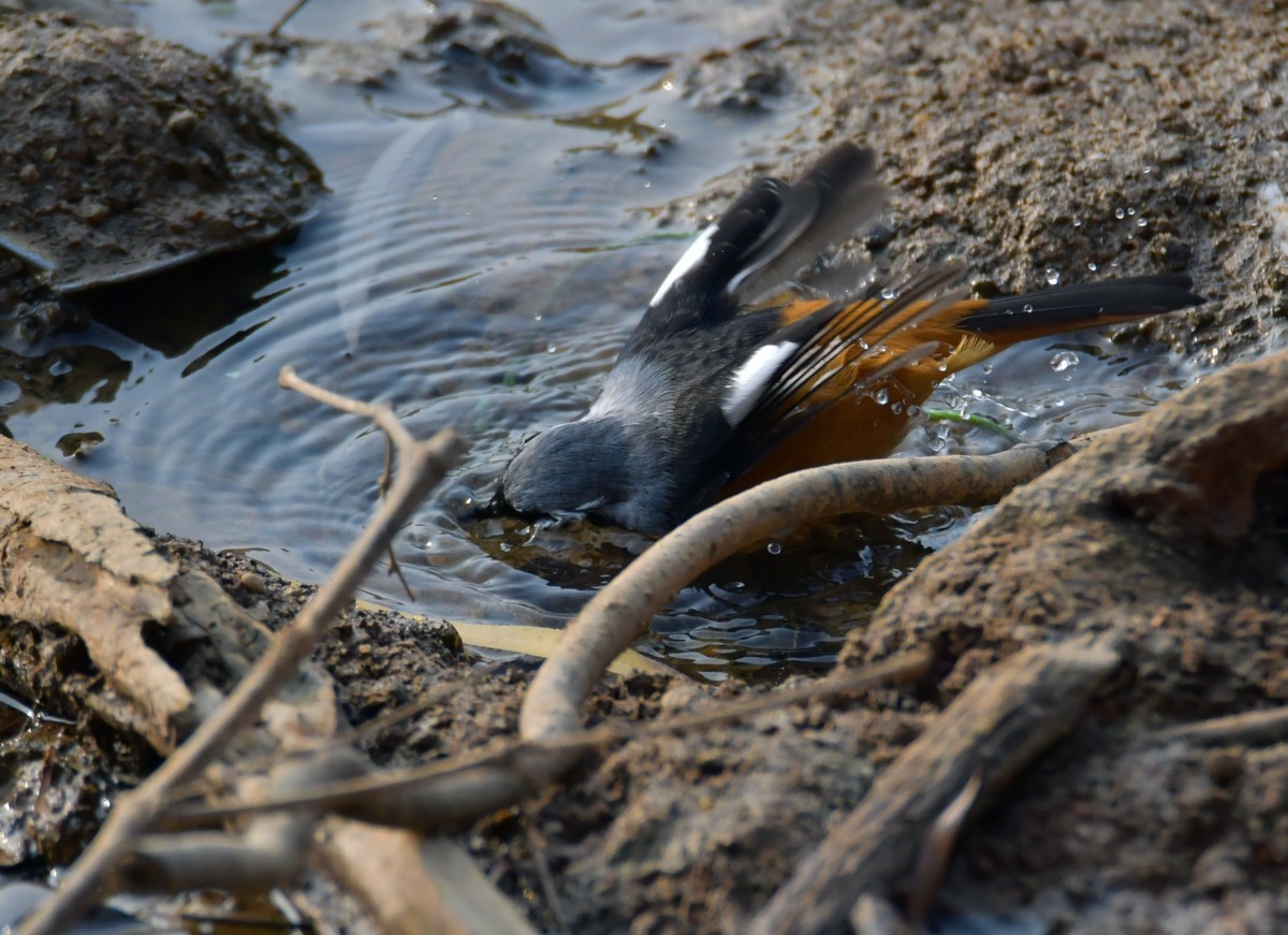 戏水的北红尾鸲
