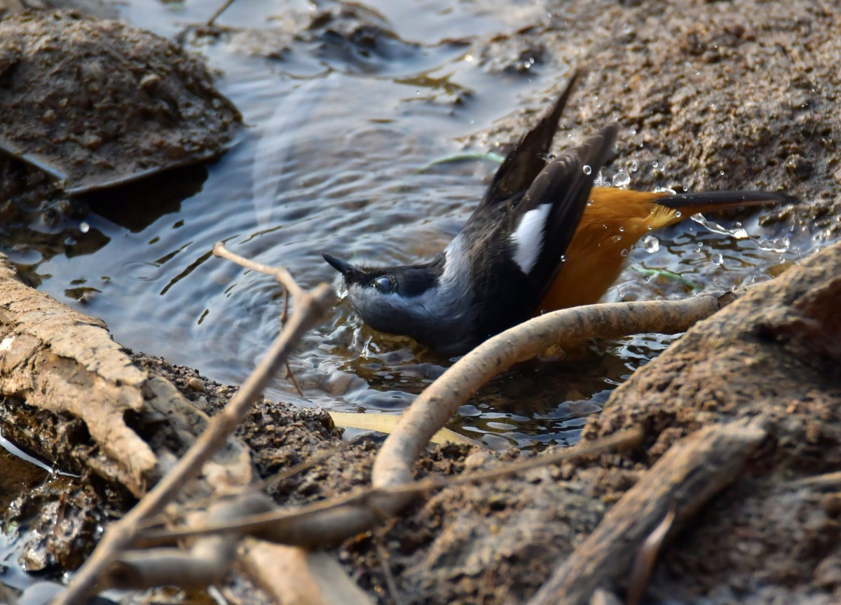 戏水的北红尾鸲