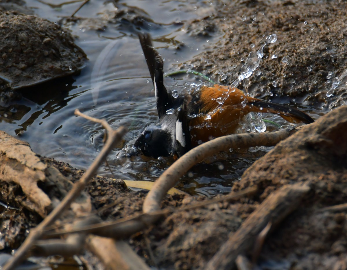 戏水的北红尾鸲