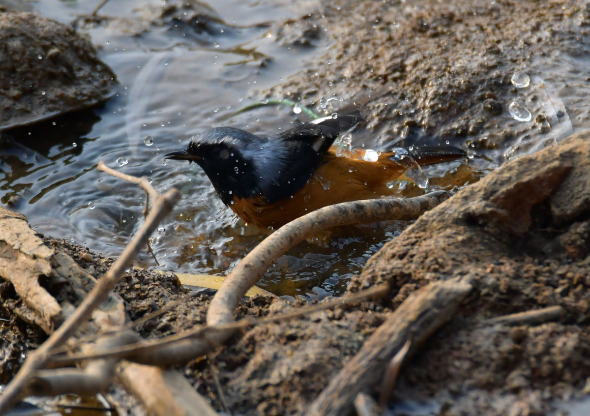 戏水的北红尾鸲