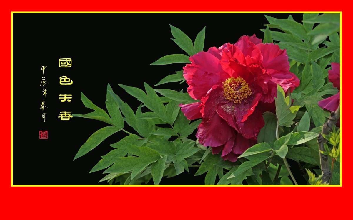 用火红的牡丹花祝大家新年快乐