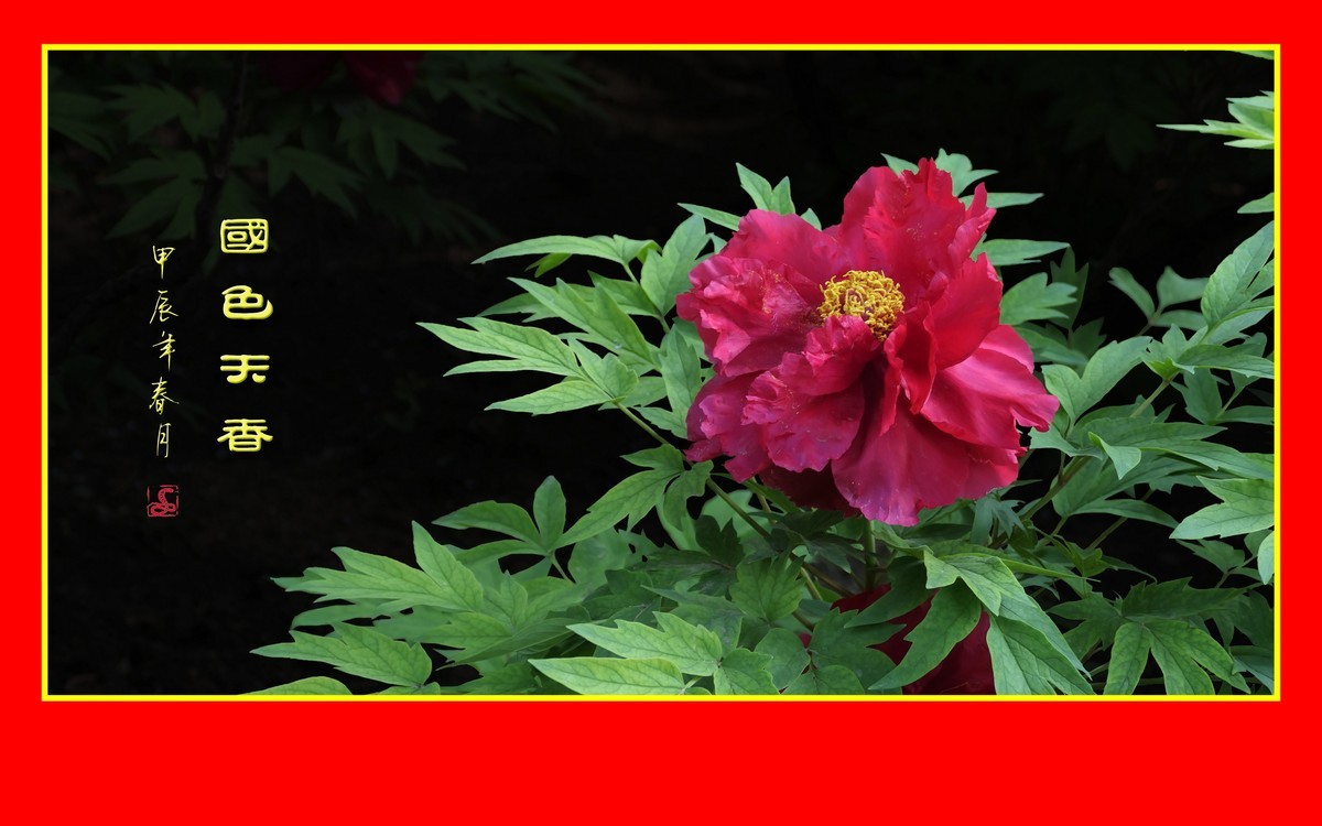 用火红的牡丹花祝大家新年快乐