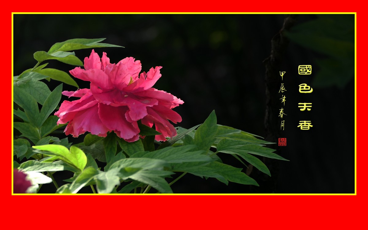 用火红的牡丹花祝大家新年快乐