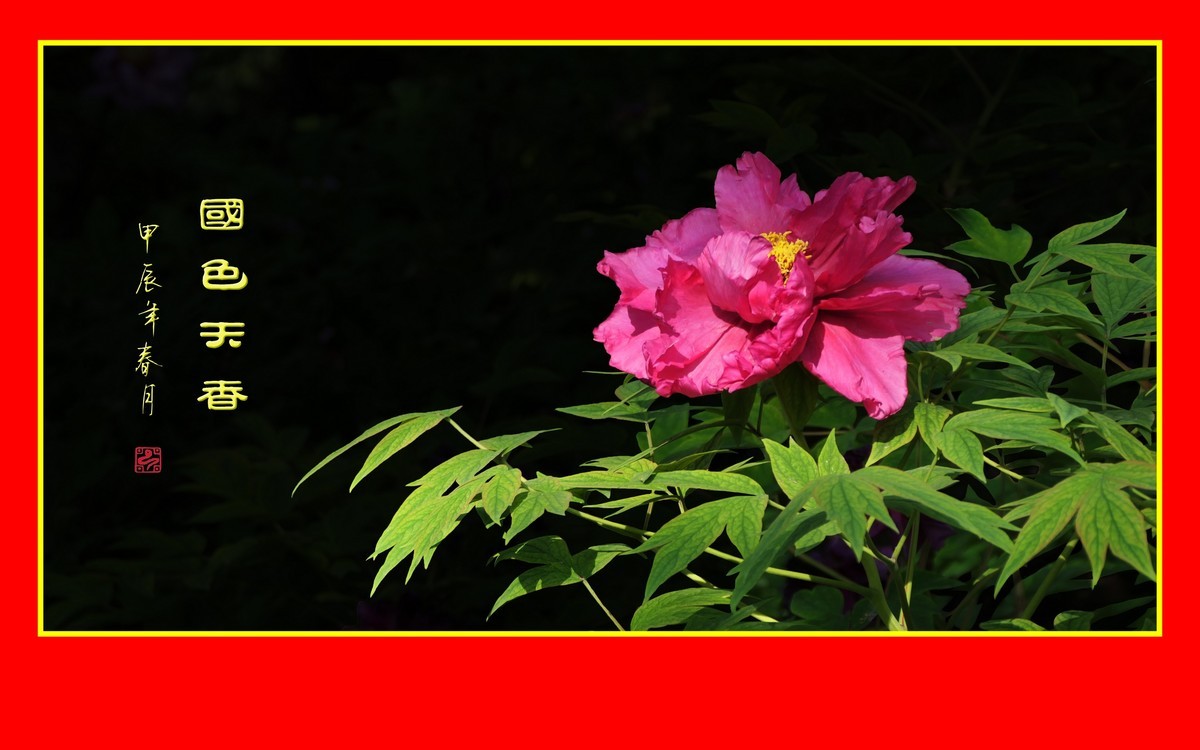 用火红的牡丹花祝大家新年快乐