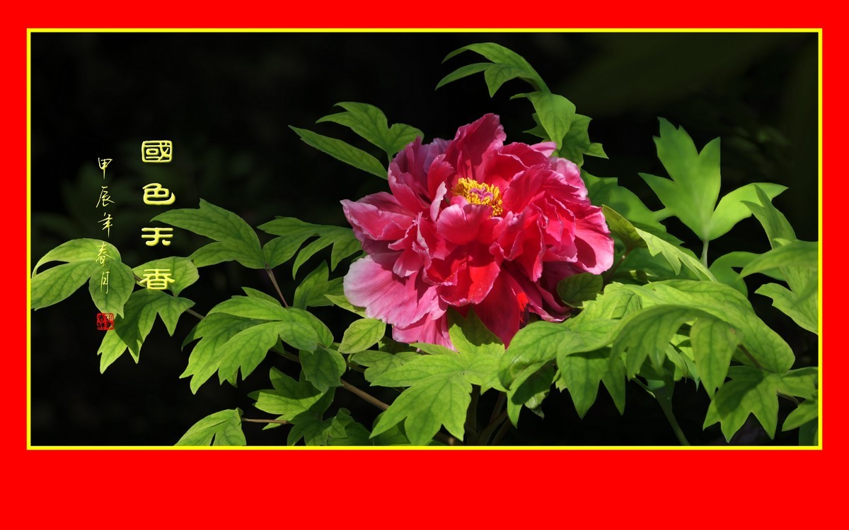 用火红的牡丹花祝大家新年快乐
