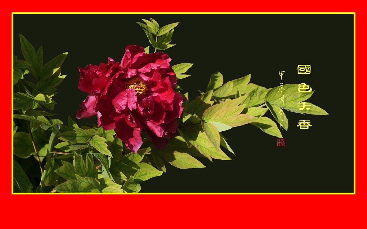 用火红的牡丹花祝大家新年快乐