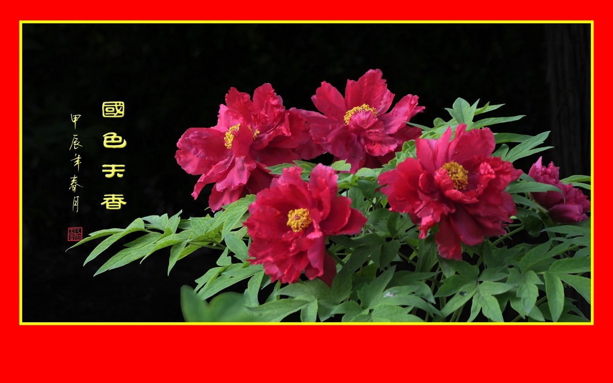 用火红的牡丹花祝大家新年快乐