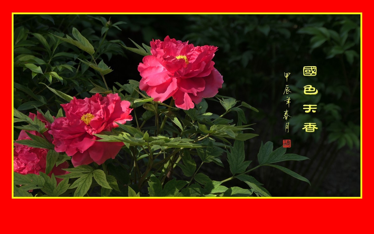 用火红的牡丹花祝大家新年快乐