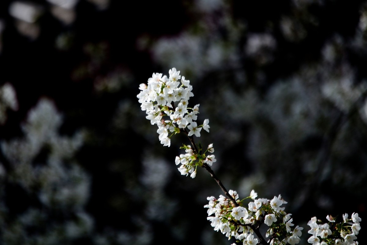 春之印象——绽放的樱花