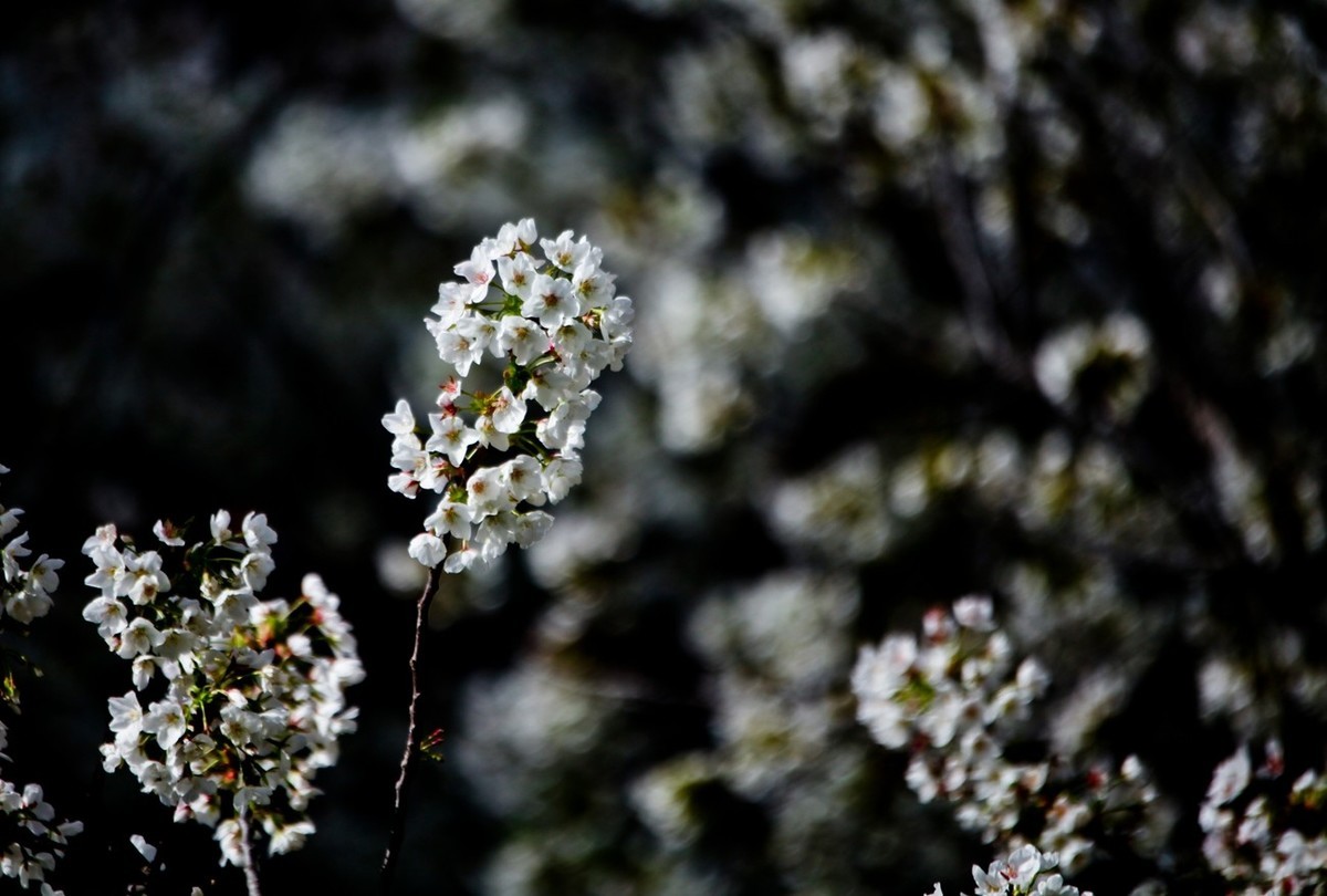 春之印象——绽放的樱花