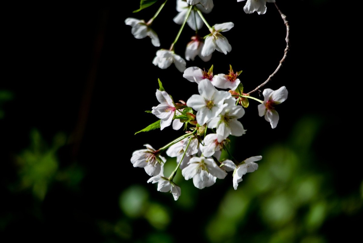 春之印象——绽放的樱花