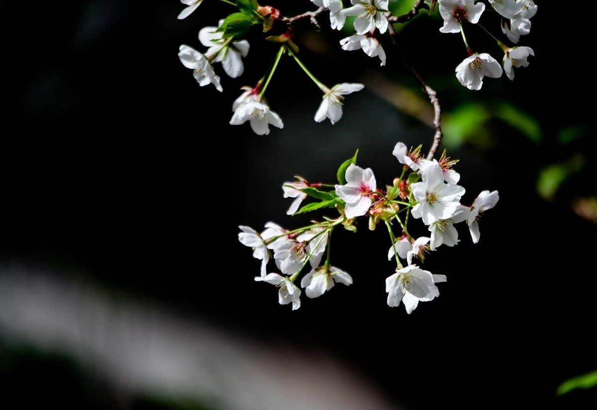 春之印象——绽放的樱花
