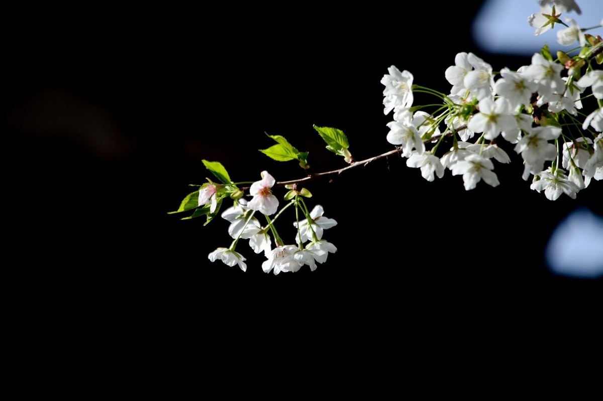 春之印象——绽放的樱花