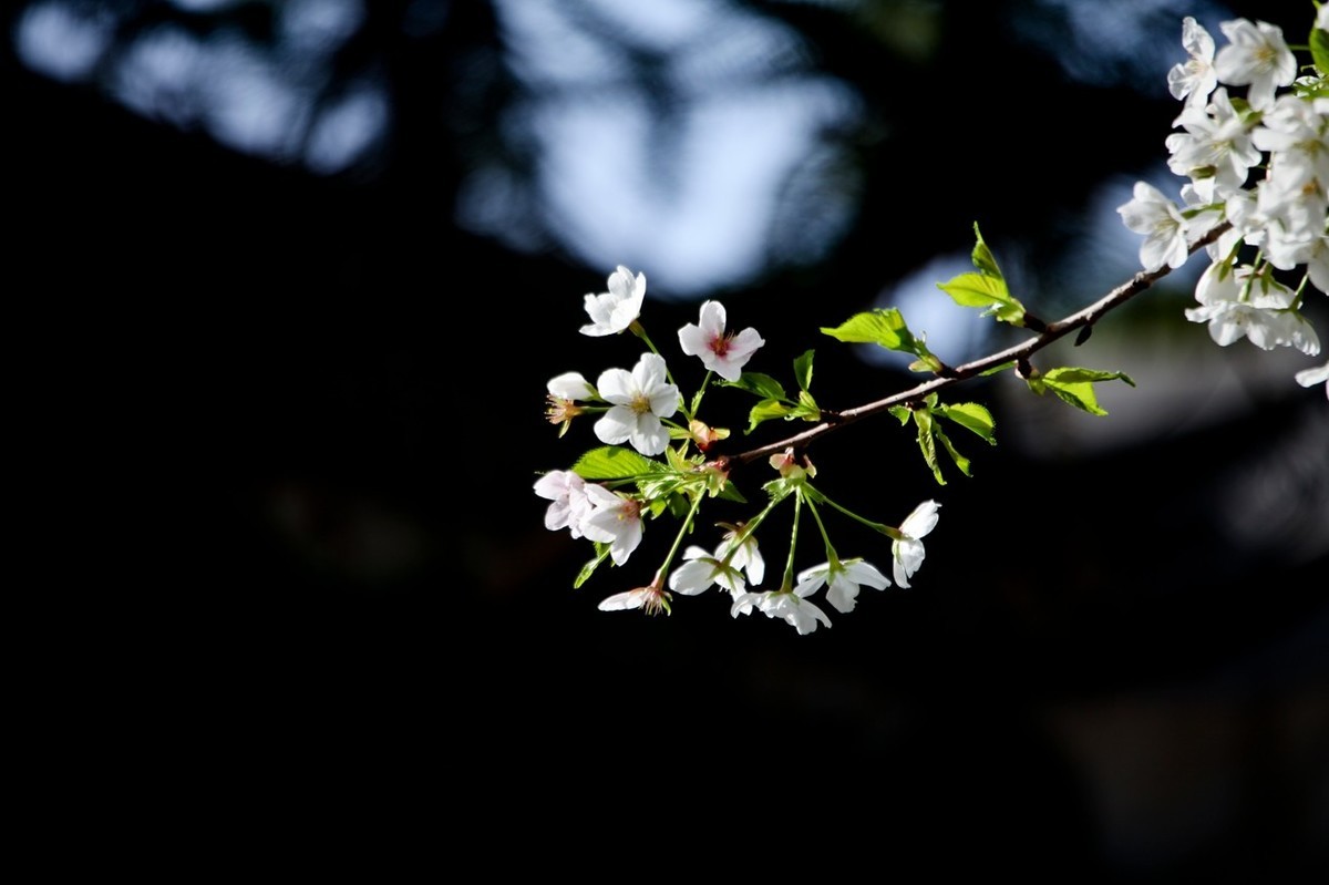 春之印象——绽放的樱花