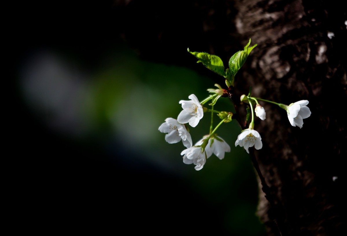 春之印象——绽放的樱花